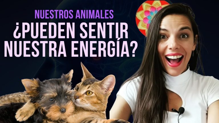 La Glándula Pineal y la Conexión con Nuestras Mascotas